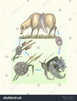  Dicrocoelium dendriticum: Parasitic Fluke with an Elaborate Life Cycle!