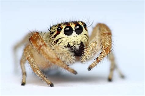  Jumping Spider!  Are You Ready To Dive Into The Fascinating World Of These Agile Eight-Legged Hunters?