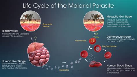  Plasmodium! รู้จักปรสิตตัวน้อย ที่แฝงตัวในร่างกายคุณและทำให้เกิดโรคมาลาเรีย