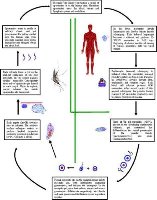  Plasmodium: สิ่งมีชีวิตขนาดเล็กที่ก่อโรคมาลาเรีย!