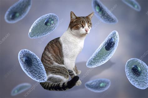  Toxoplasma gondii:  Parasite ที่ทำให้แมวเป็น ซอมบี้ และมีอิทธิพลต่อพฤติกรรมของมนุษย์!?