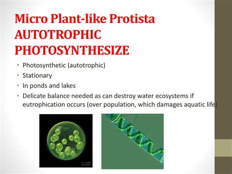  Uroglena!  A Microscopic Mixotroph That Can Feast Like a Predator or Photosynthesize Like a Plant