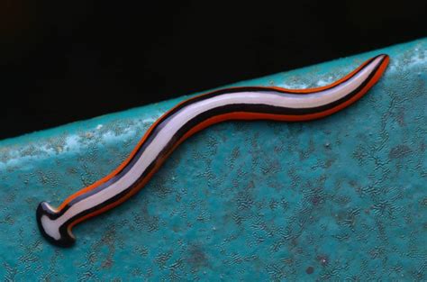  Velvellia! A Tiny Terror Lurking in Freshwater Ecosystems