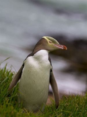  Yellow-Eyed Penguin! A Flightless Bird With Striking Eyes That Can Capture Any Heart