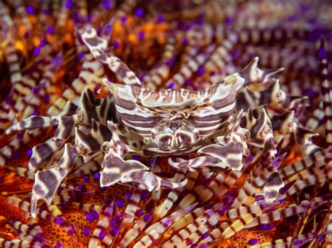   Zoological Zen: Discovering the Zebra Crab –  A Masterful Camoufleur With Striking Stripes