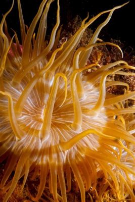  Aiptasia! A Colorful Underwater Flower That Blooms With Tentacles