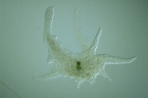  Chaos!  A Single-Celled Organism With Remarkable Adaptability That Thrives in Diverse Environments