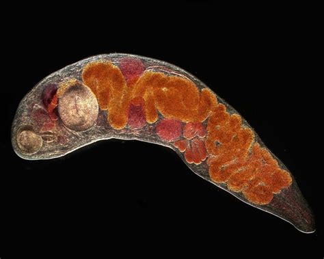  Eyephild: A Tiny Trematode That Can Make Big Waves