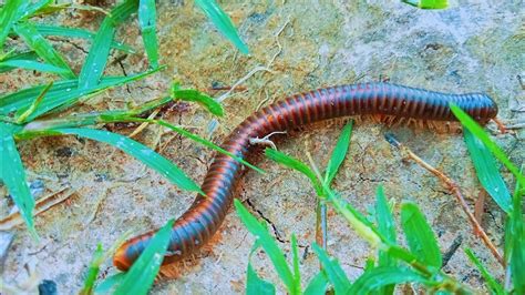  Fire Millipede: A Fiery Crawler with Hundreds of Legs and a Love for Decay!