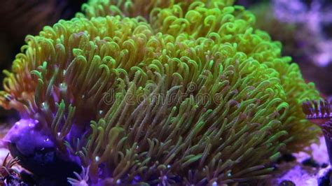  Green Star Polyps:  A Vibrant Explosion of Colour and Tentacular Elegance!