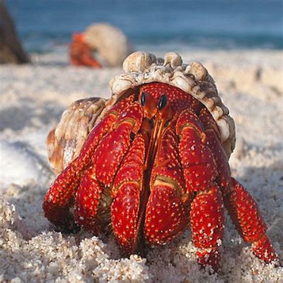  Hermit Crab: A Master of Disguise Hiding in Plain Sight, Borrowing Homes for Safety and Style!