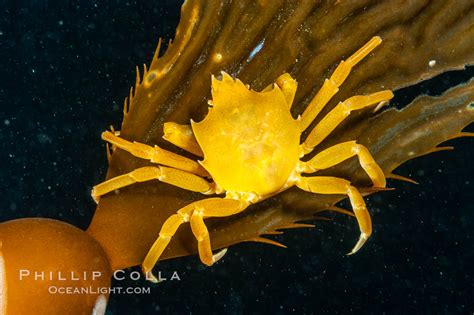  Kelp Crab: A Crustacean That Thrives in Kelp Forests, Its Shell Often Decorated With Algae and Small Invertebrates!