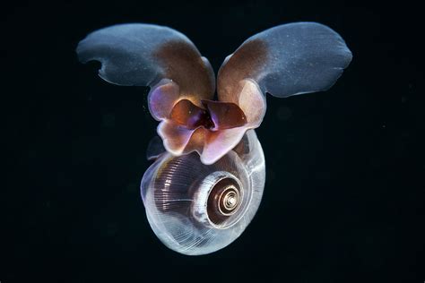  Limacina Helicina: A Tiny Snail That Cruises the Seas and Makes Its Own Glittering House!