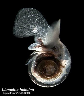  Limacina Helicina: A Tiny Snail That Swims? Prepare Yourself For This Microscopic Mystery!