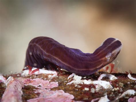  Lineus Longissismus: An Underrated Marvel! Unveiling the Secrets of This Enigmatic Ribbon Worm with a Remarkably Extended Body