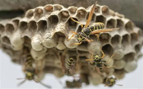  ผึ้งPaper Wasp!  ผู้เชี่ยวชาญวงการสัตว์บอกเราว่า Paper Wasp เป็นตัวสร้างรังจากกระดาษและเป็นนักล่าที่เก่งกาจ