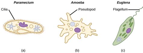  Paramecium! Explore This Tiny Single-celled Creature With Hairy Appendages For Movement