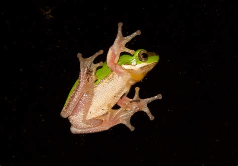  Quell Quagga Frog: Can this Amphibian with Webbed Feet Really Conquer Mountains?