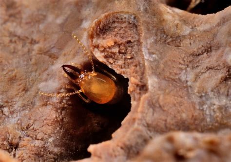  Trichonympha: A Microscopic Marvel That Thrives on Wood-Eating Termites!