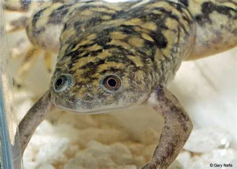  Xenopus: A Tiny Frog With a Gigantic Role in Scientific Discoveries!