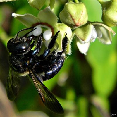  Xylocopa! A Buzzing Wonder Exploring Ancient Woodlands