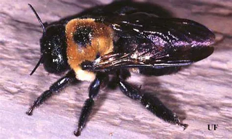  Xylocopa!  The Buzz on These Giant Carpenter Bees: Master Builders or Just Busybodies?