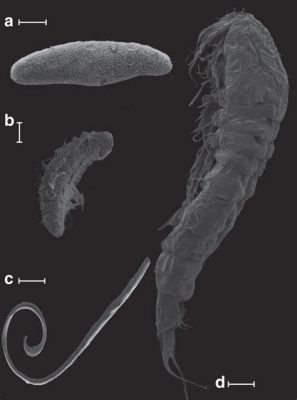  Xylostomus – อีกหนึ่งสัตว์สะสมพันธุ์จากโลกใต้ดินที่มีความสามารถในการปรับตัวและทนทานอย่างเหลือเชื่อ!