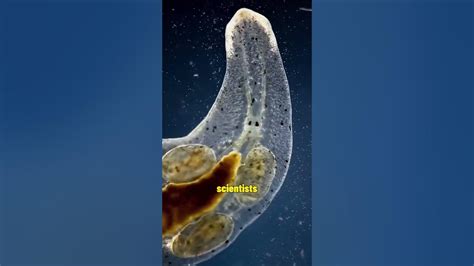  Yelenia! The Tiny Freshwater Flatworm That Masters Regeneration Like A Superhero