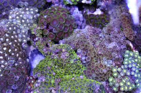 Zoanthids: Corals That Thrive in Shallow Waters Yet Still Enjoy a Deep Dive into Darkness!